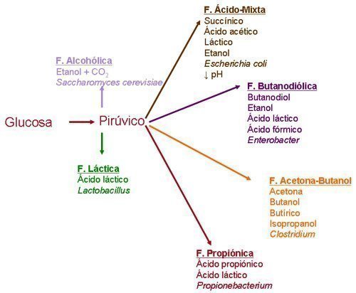 Tipos de fermentacion